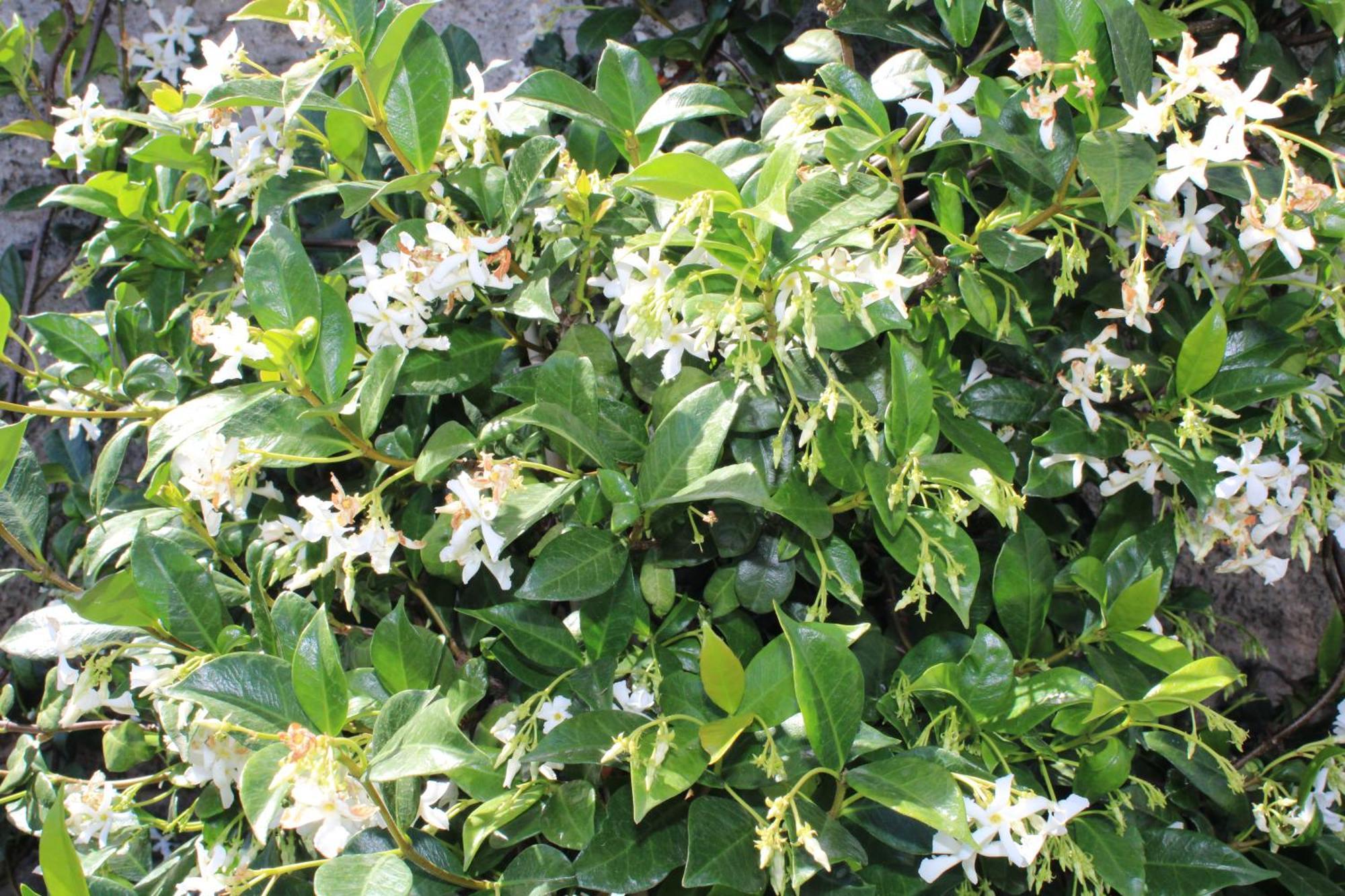Moradia Stephanie Funchal  Exteriör bild